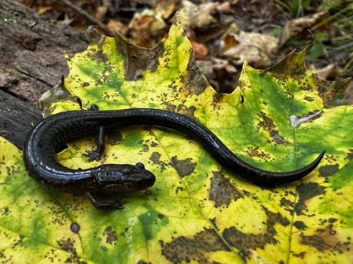 Ravine Salamander